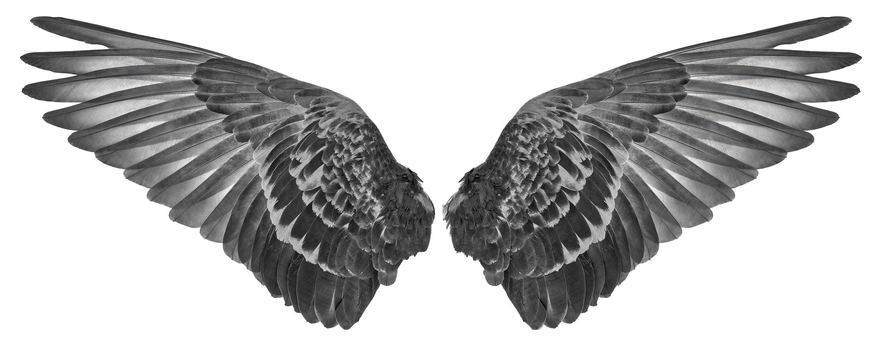 Black Wings Die Cut to Wings, Removable wall Decal