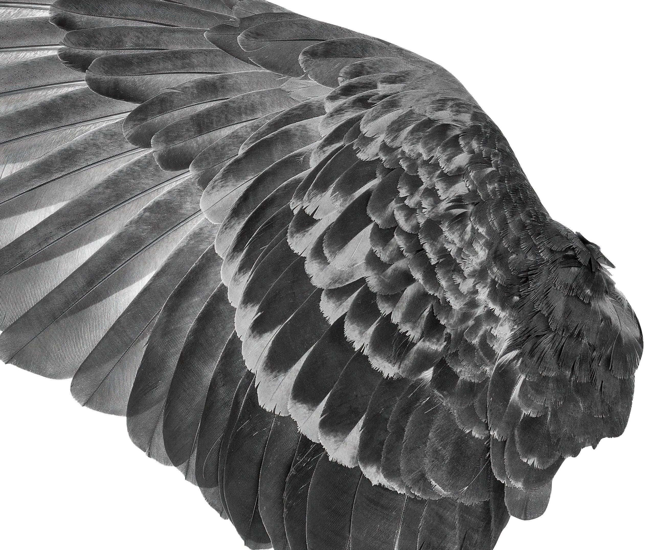 Black Wings Die Cut to Wings, Removable wall Decal