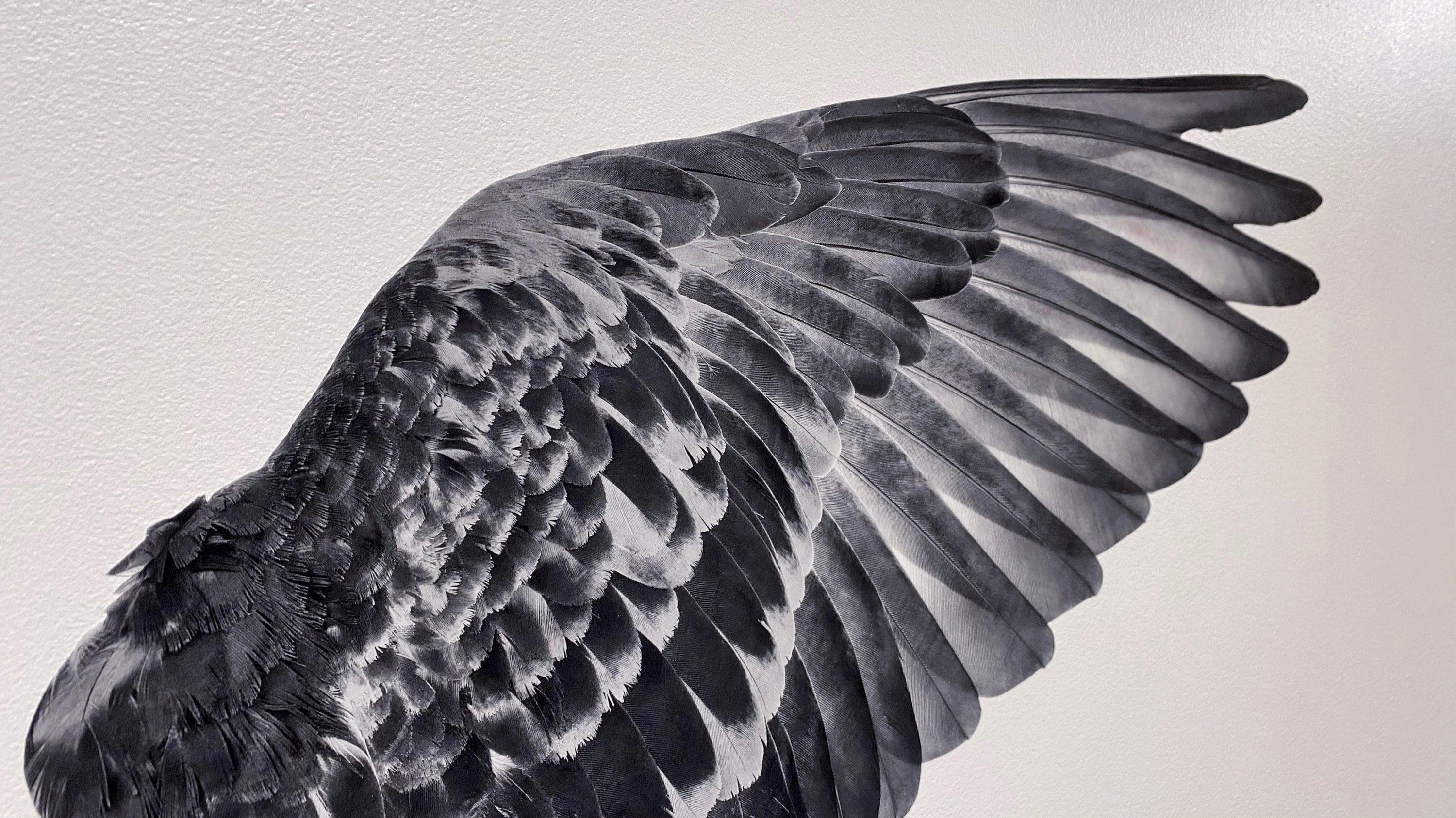 Gray Angel Wings Decal, Street Art, Graffiti, Instagram image,
