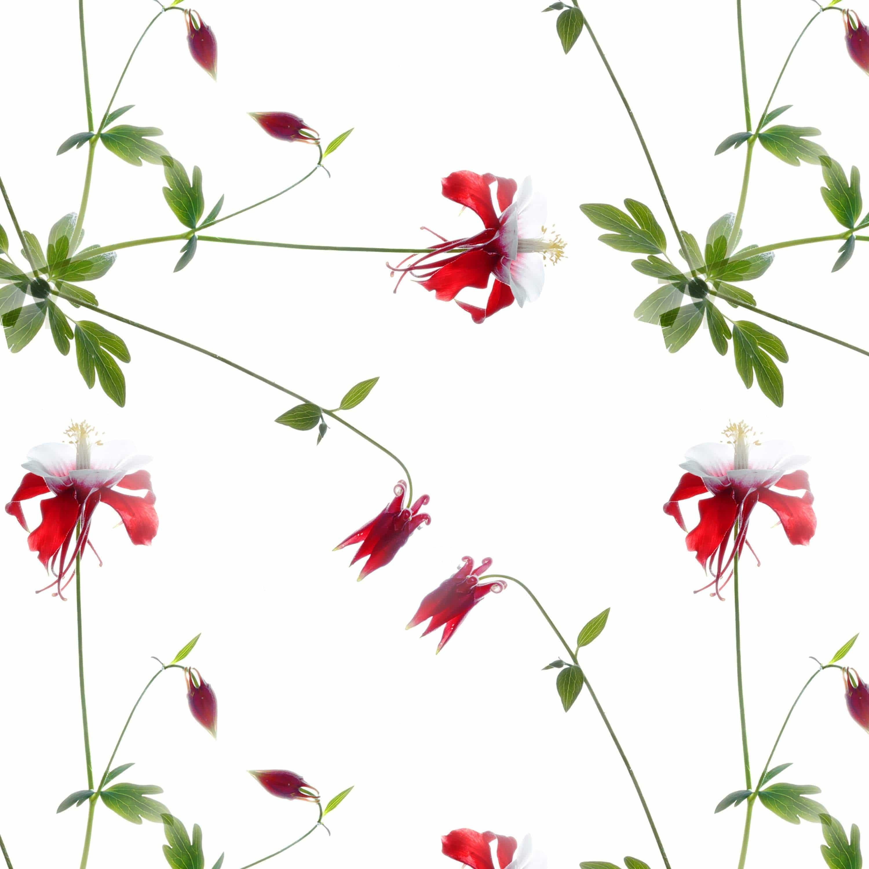 Hawaiian Hibiscus Removable Wallpaper in 28" Rolls