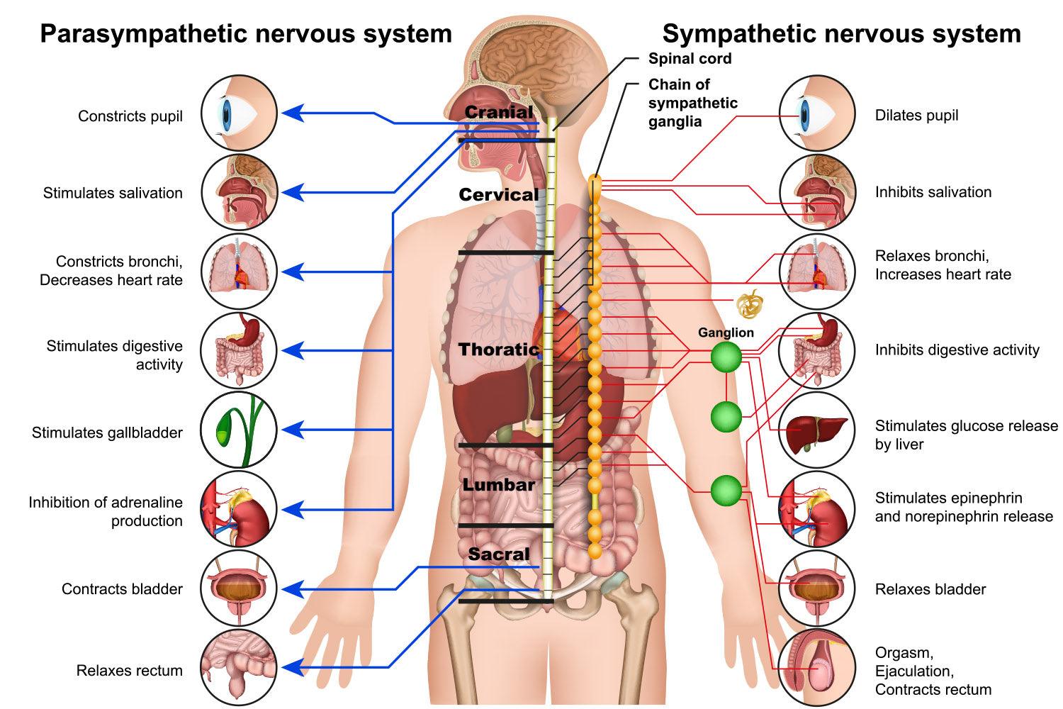 CoolWalls.ca stickers 20" x 13" Parasympathetic Nervous System Wall Decal Diagram, Peel-N-Stick to the wall, Remove anytime Wall Decal Sticker