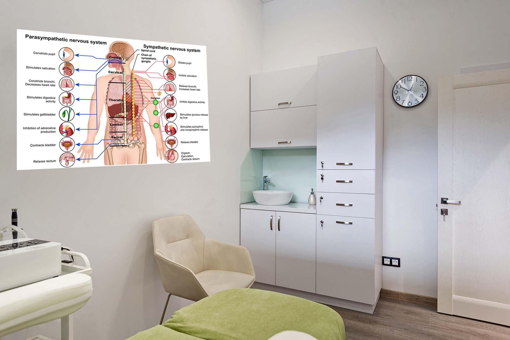 CoolWalls.ca stickers Parasympathetic Nervous System Wall Decal Diagram, Peel-N-Stick to the wall, Remove anytime Wall Decal Sticker