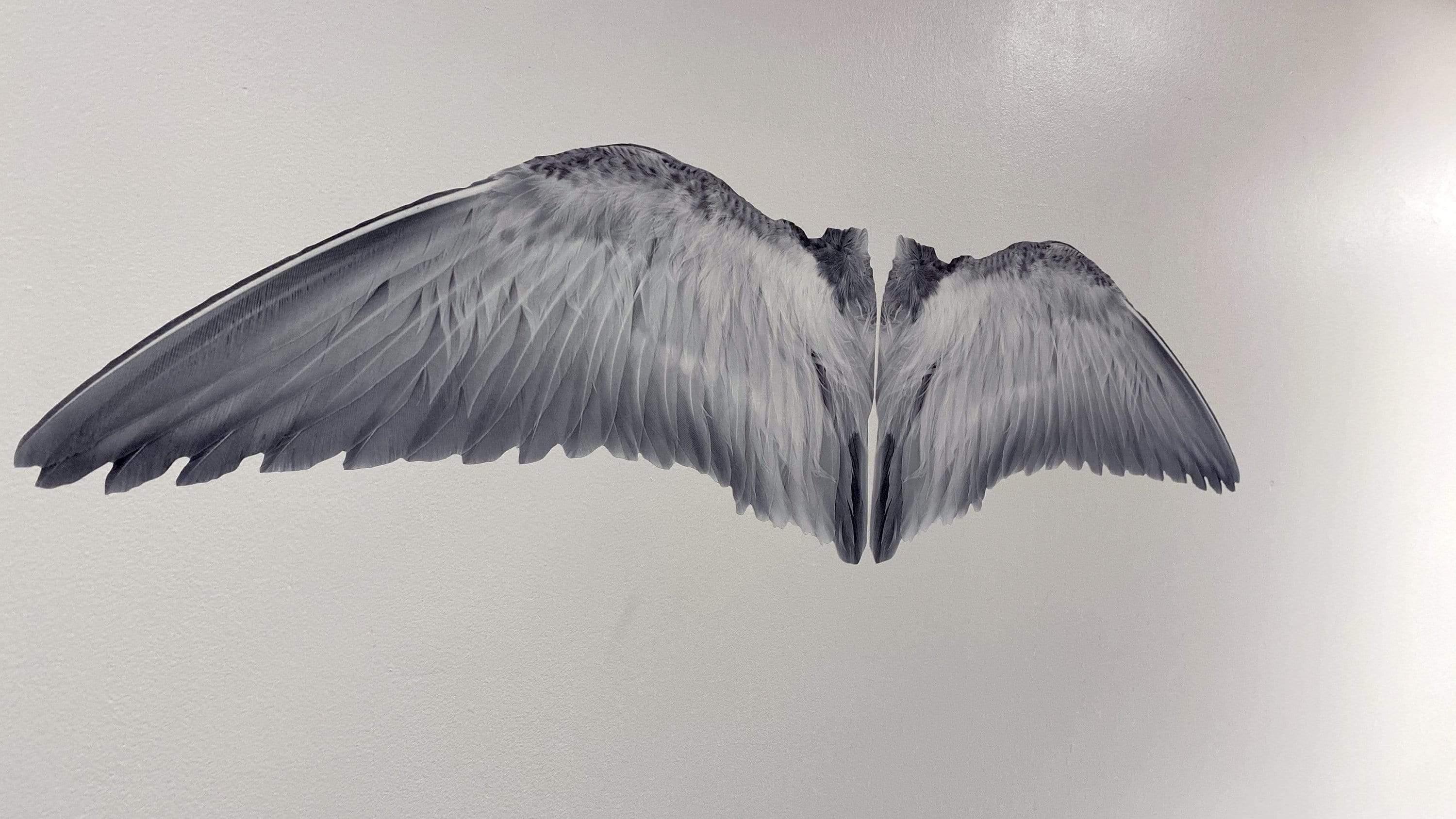 White Gray Wings Die Cut to Wings, Wall Decals, Angel Wings, Bird Wings